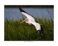 _1SB6522 american white pelican a85x11
